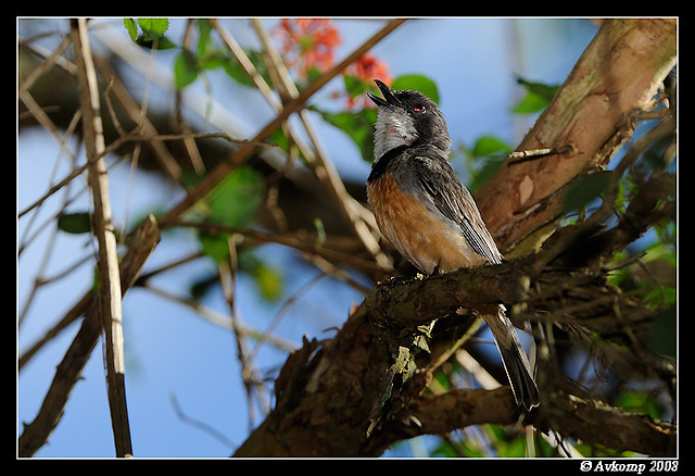 rufous whistler 3287