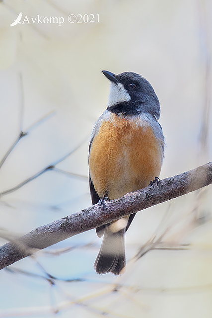 rufous whistler 5931