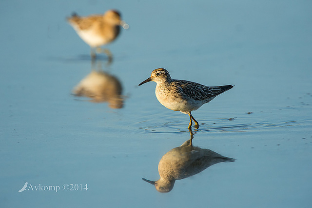 sandpiper 10996