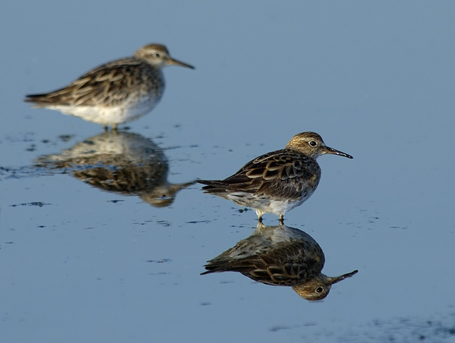 sandpipers