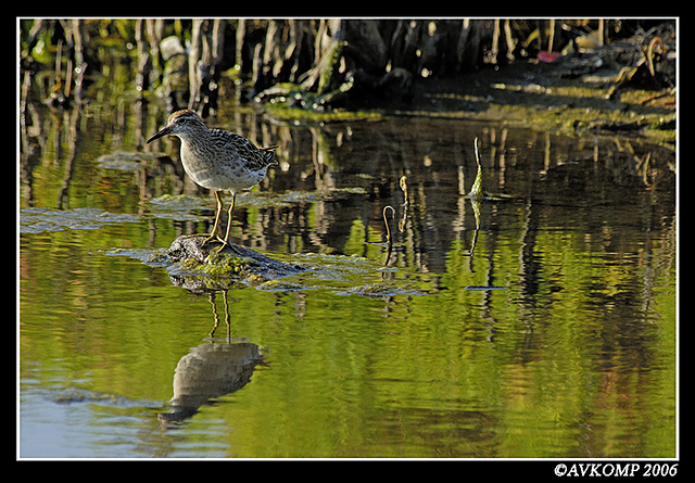 sandpipers7