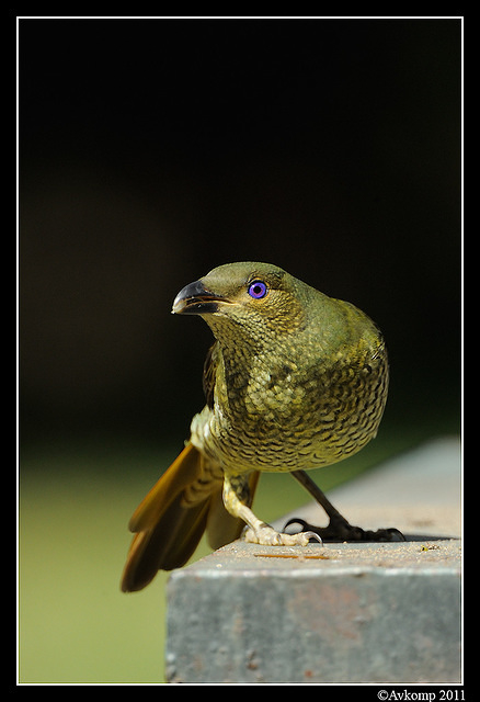 satin bower bird 0139