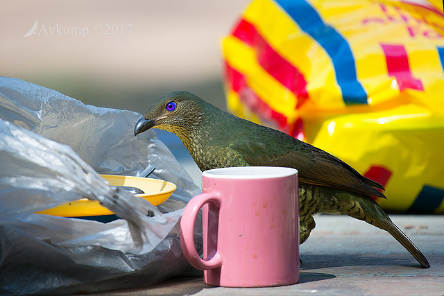 satin bower bird 14499