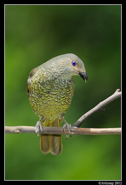 satin bower bird 1574