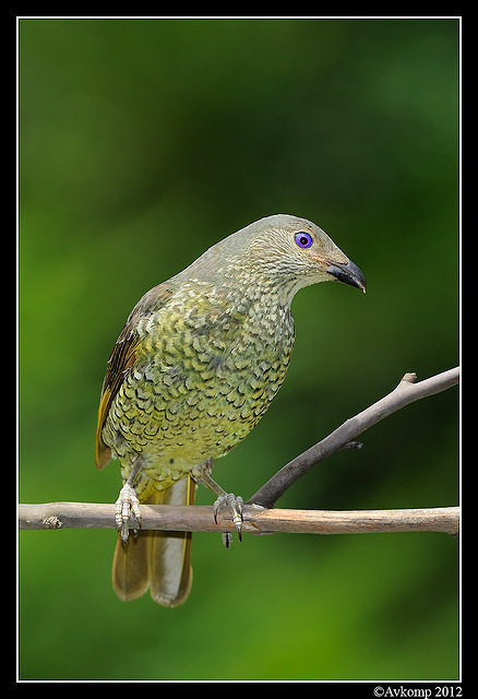 satin bower bird 1576