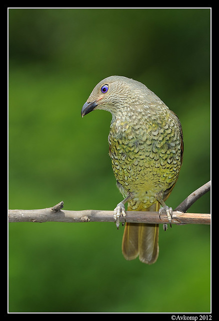 satin bower bird 1578