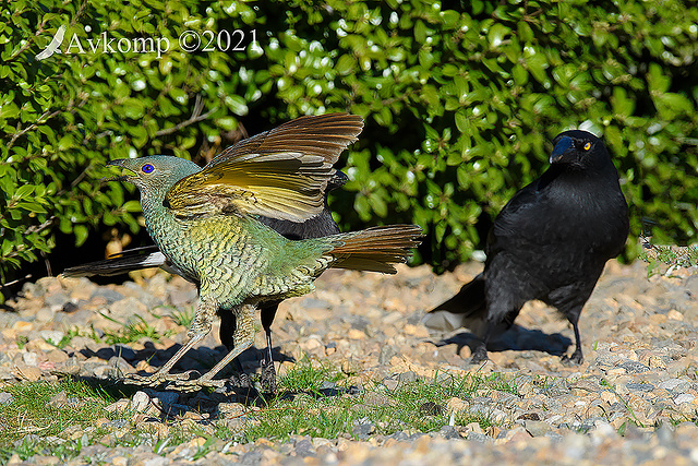 satin bower bird 5939