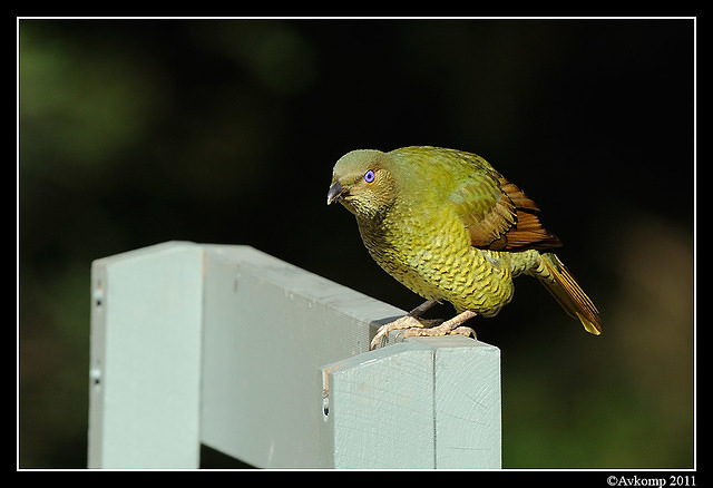 satin bowerbird 0294