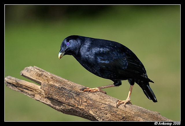 satin bowerbird 2383