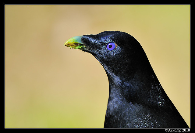 satin bowerbird 6312