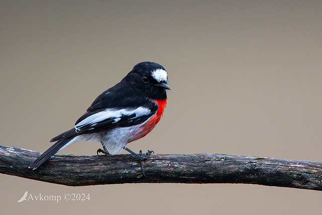 scarlet robin 11306