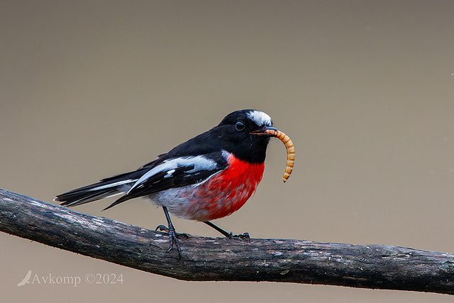 scarlet robin 11311