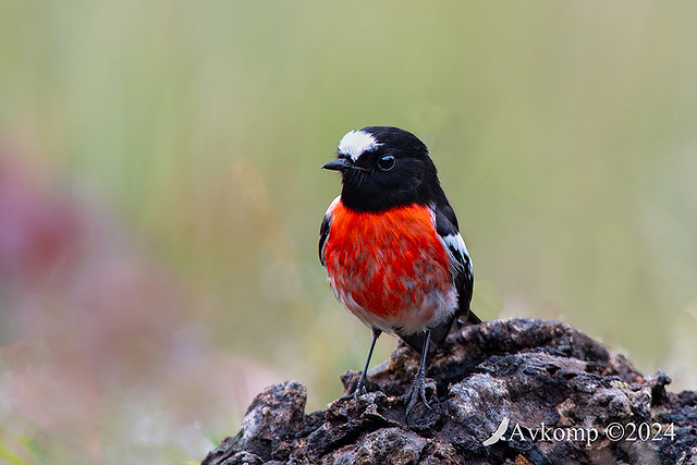 scarlet robin 11316