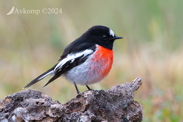 scarlet robin 11438