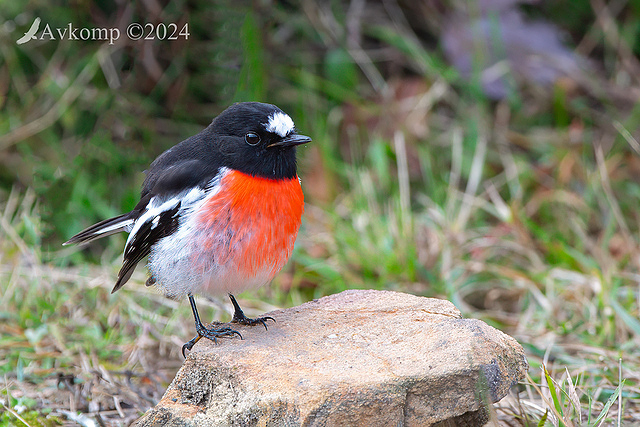 scarlet robin 11440