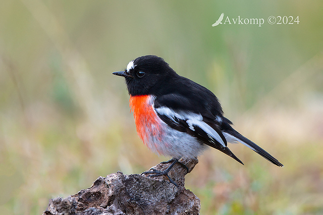 scarlet robin 11447