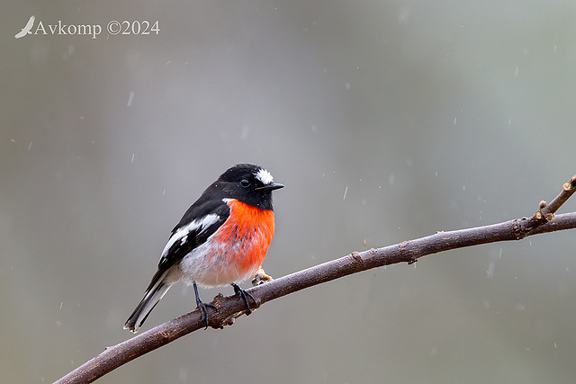 scarlet robin 11448