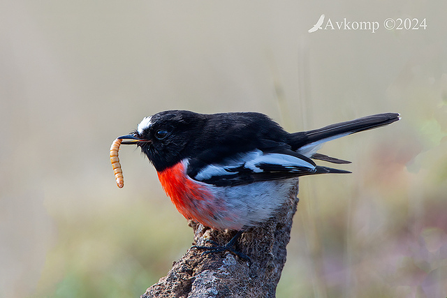 scarlet robin 11454