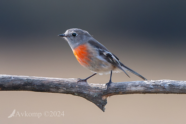 scarlet robin 11358