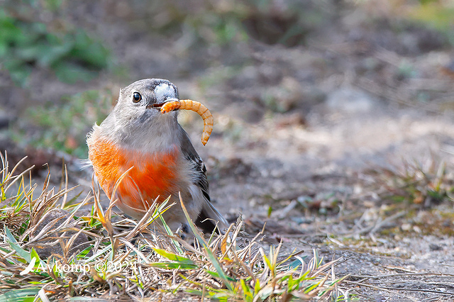 scarlet robin 11362