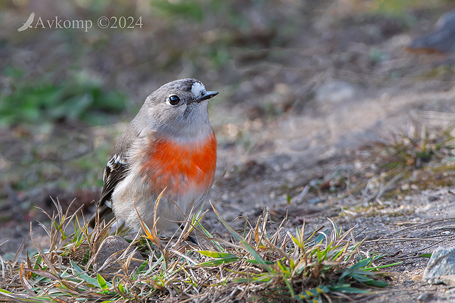 scarlet robin 11364