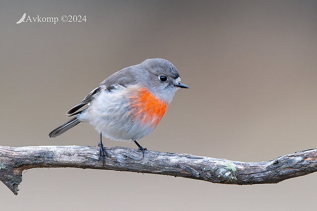 scarlet robin 11366