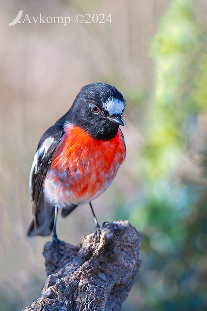 scarlet robin 11464