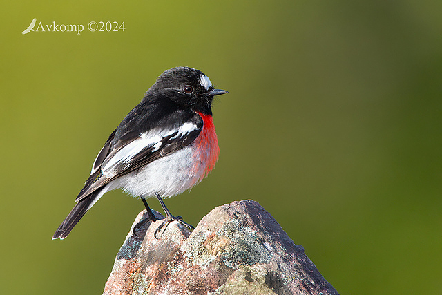 scarlet robin 11508