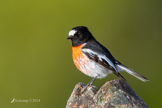 scarlet robin 11511