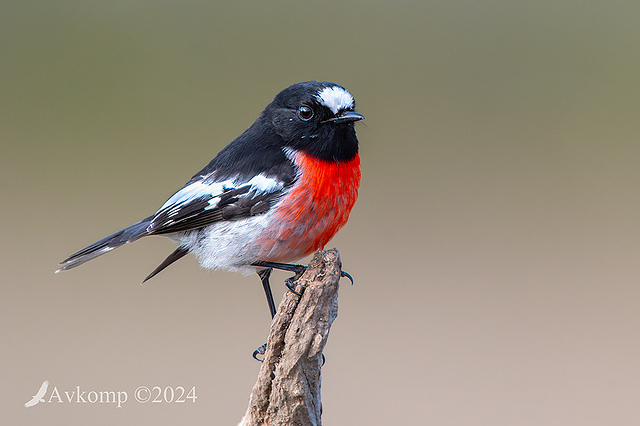 scarlet robin 11527