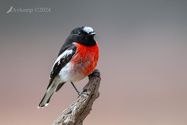 scarlet robin 11597