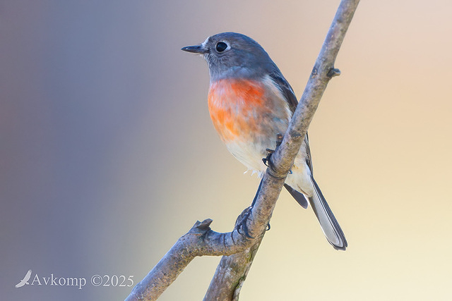 scarlet robin 12726