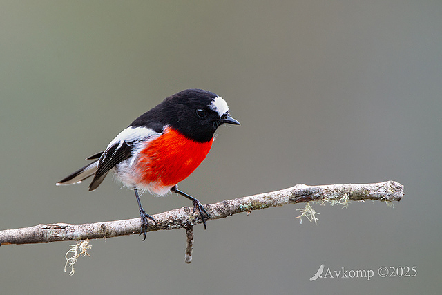 scarlet robin 12849