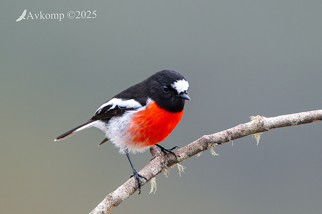 scarlet robin 12856