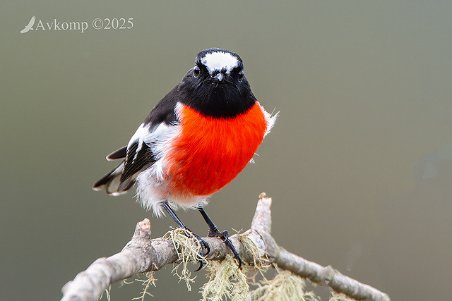 scarlet robin 12858