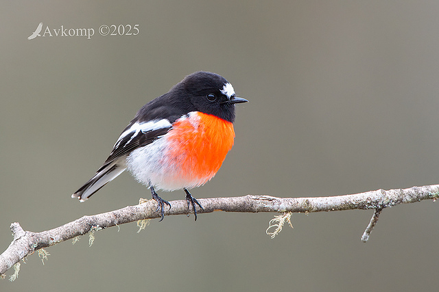 scarlet robin 12862