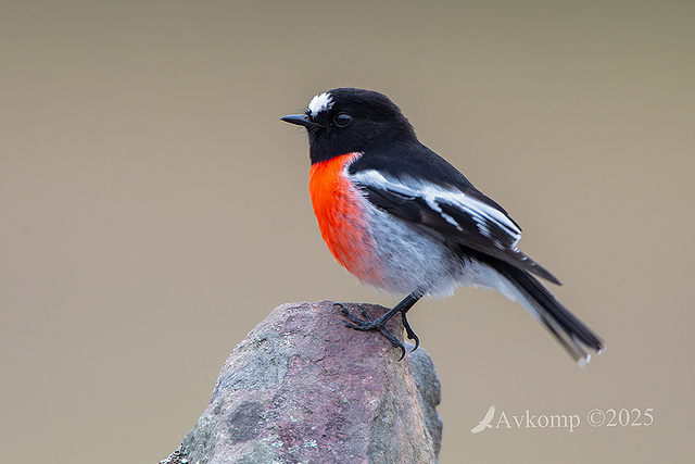 scarlet robin 12863