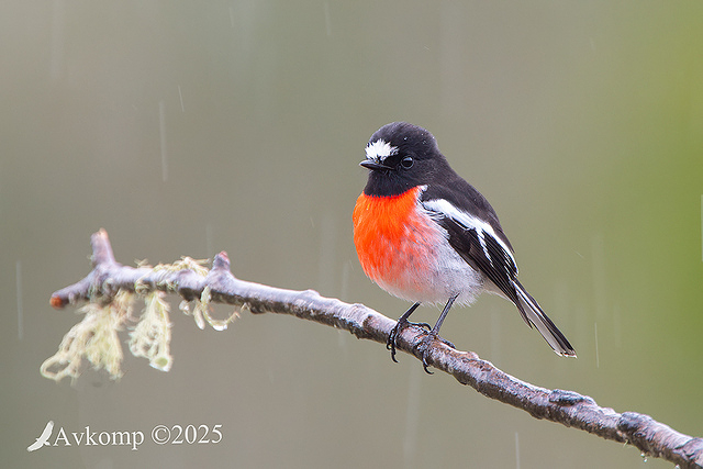 scarlet robin 12870