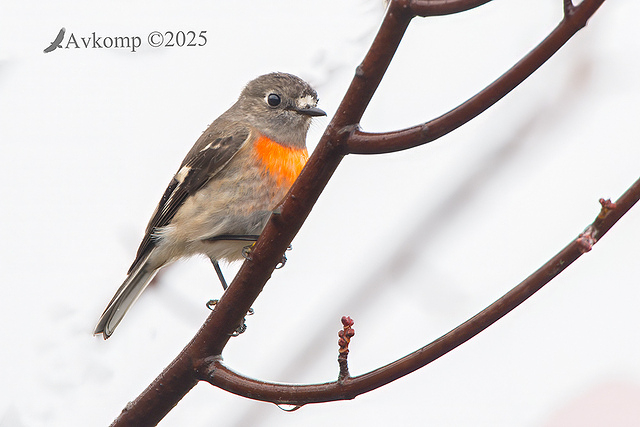 scarlet robin 12871