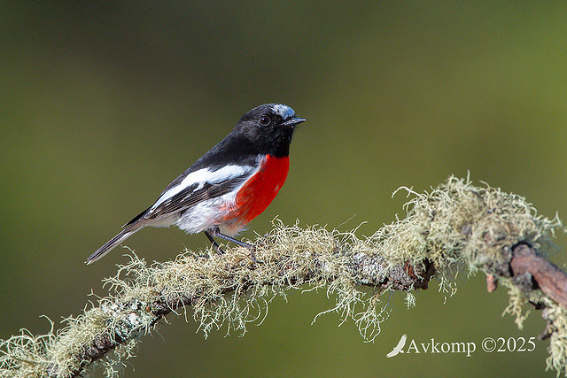 scarlet robin 12992