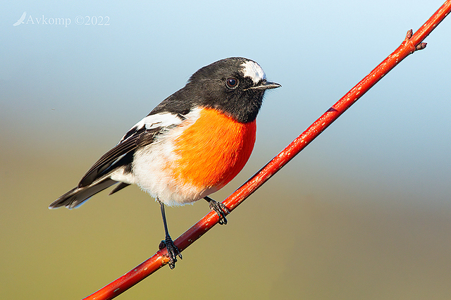 scarlet robin 7360