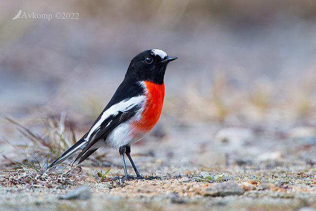 scarlet robin 7439