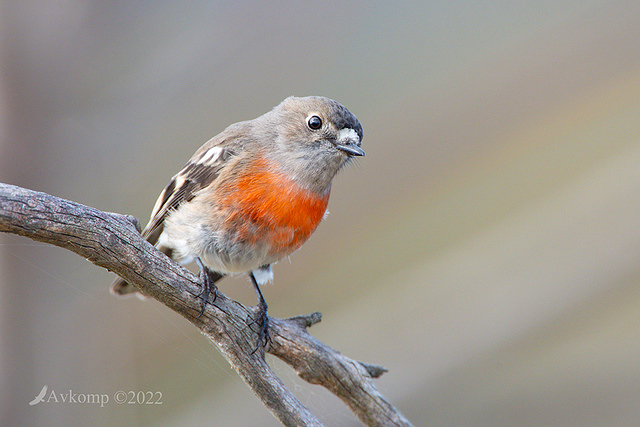 scarlet robin 7445