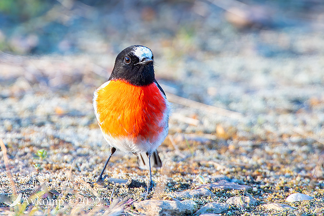 scarlet robin 7463