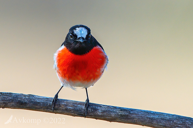 scarlet robin 7469