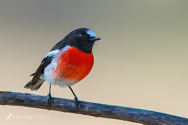 scarlet robin 7470