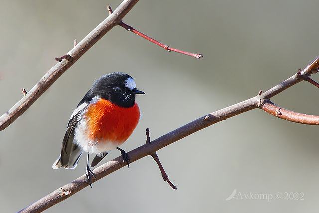 scarlet robin 7473