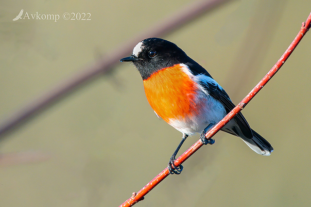 scarlet robin 7487