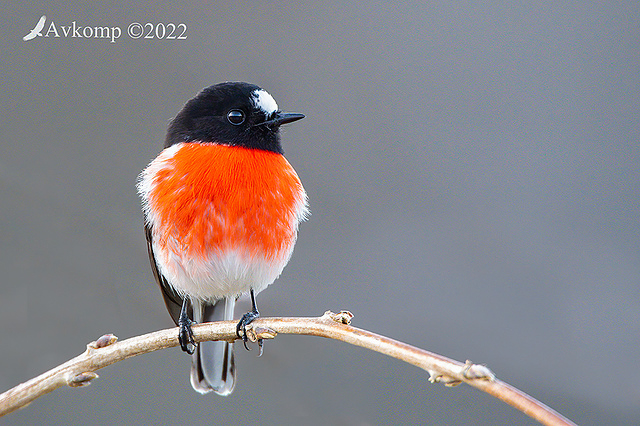 scarlet robin 7616