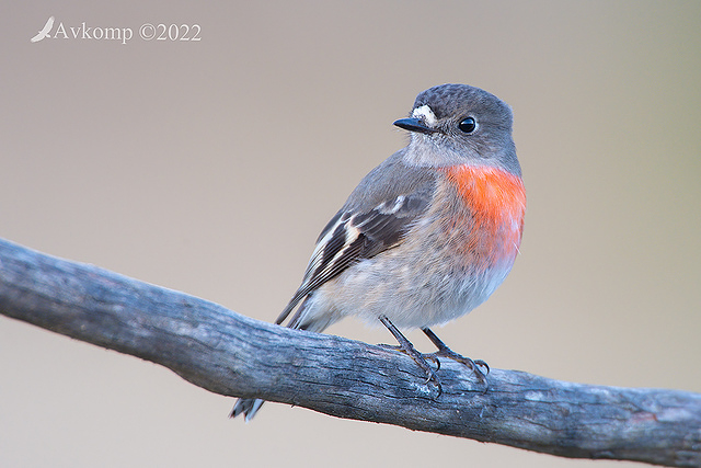 scarlet robin 7635